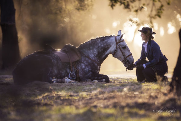 Lusitano Portual