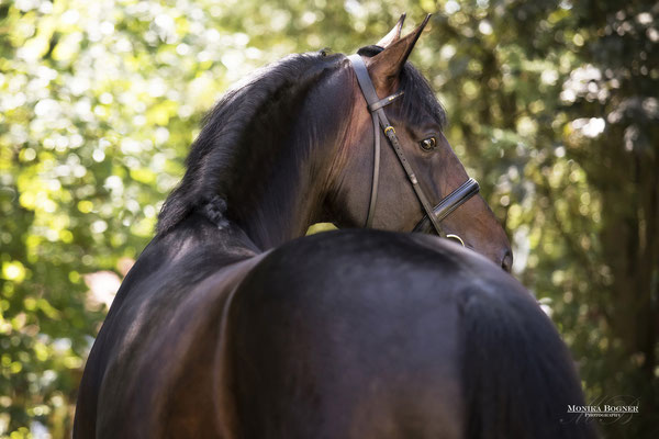 Warmblut