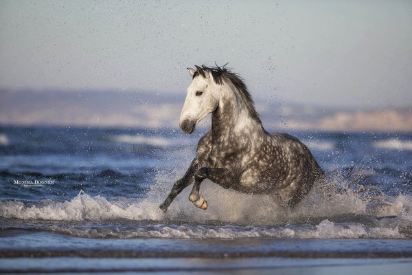 Lusitano im Meer, Portugal