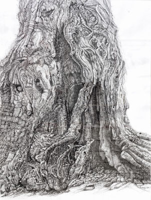 Olive Tree Trunk / Indian ink, 120 x 85 cm, 2011