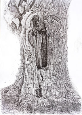 Mullberry Tree Trunk / Indian ink, 130 x 85 cm, 2011