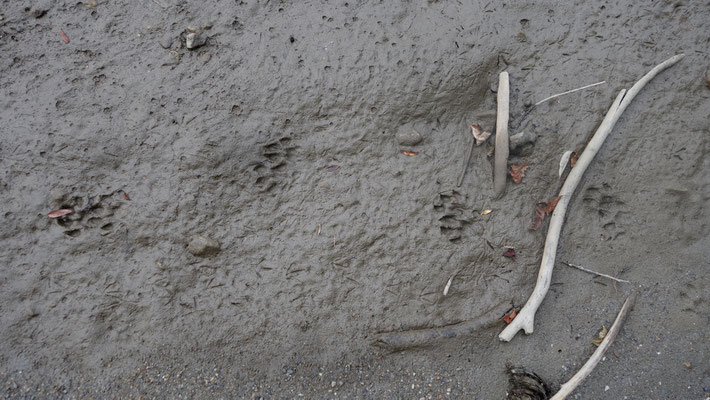 Die Spuren von Lutra lutra sind auf fast jeder Sandbank sichtbar. Arme Murfische, sch...Otter 