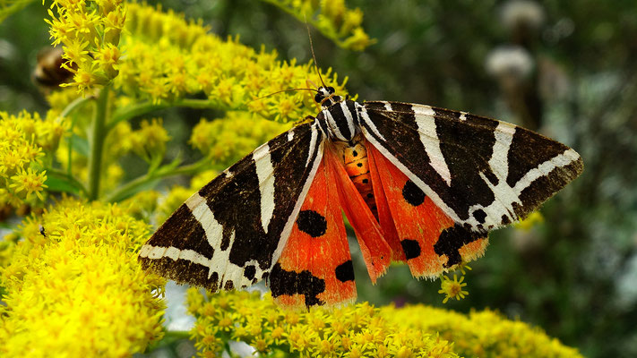 Russischer Bär. Laut der Wiener Naturschutzverordnung ist der  Russischer Bär (Callimorpha quadripunctaria) streng geschützt. 