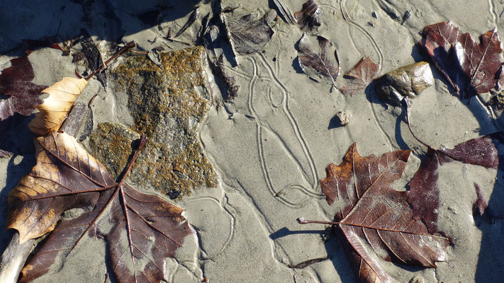 Geheimnisvolle Spuren am Wasser