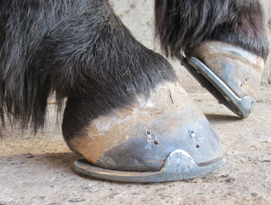 Hinterbeschläge bei einem Pony