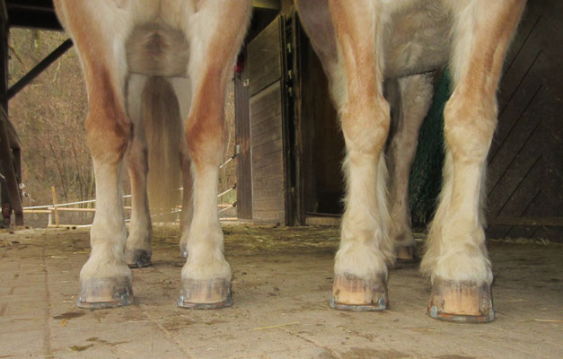 Haflinger mit Duplo