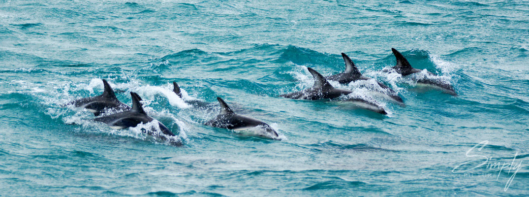 Kaikoura, Dusky Dolphins Schule