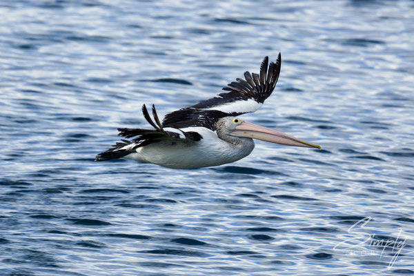 Fliegender Pelikane, auf Kangaroo Island
