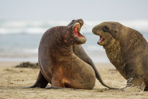 Owaka, Catlins, Surat Bay, Seals spielen/kämpfen am Sandstrand
