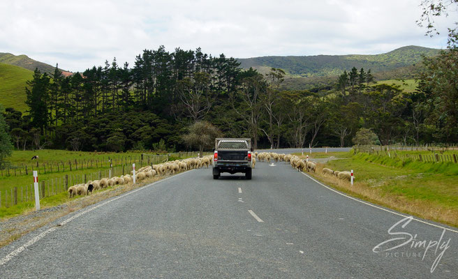 State Highway 1F-Te Kao, viele Schaffe stehen auf der Strasse und blockieren ein Auto