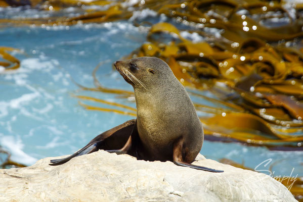 Ohau Point Look Out, Seal auf einem Felsen, das Meer mit Tang und Brandung im Hintergund
