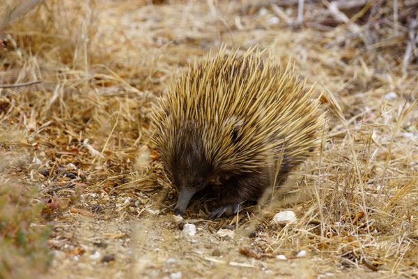 Schnabeligel auf Kangaroo Island