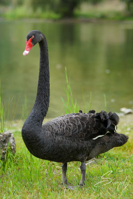 Napier, Lake Tutira, Stolzer schwarzer Schwan vor einem kleinen See