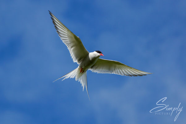 Seeschwalbe beim Anflug zur Fütterung ihrer Jungen.