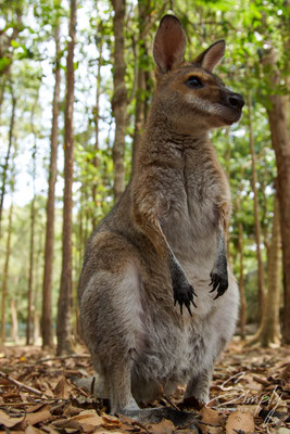 Kangaroo im Wald bei der Futtersuche