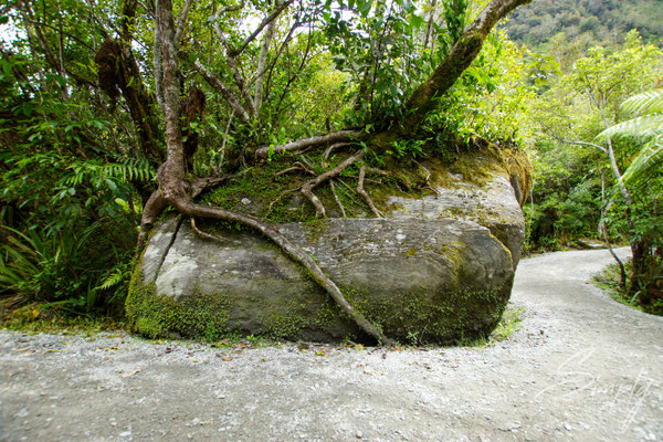 Fox Glacier, Stein mit zwei auf ihm wachsenden Bäumen und einem grossen Spalt