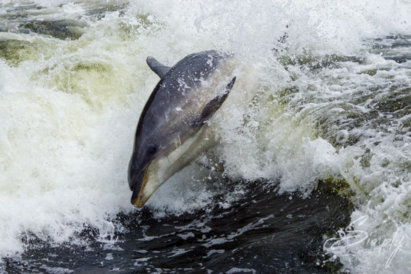 Manapouri, Doubtful Sound, Dusky Dolphin im Sprung