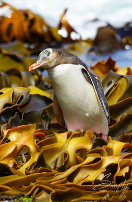 Petrified Forest Curio Bay, Yellow Eyed Penguin kommt gerade aus dem Meer und läuft über den gelb-braunen Seetang