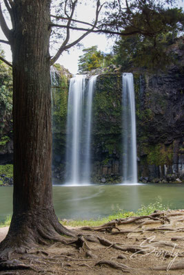 Whangarei Falls, Wasserfall mit grossem Baum im Vordergrund, Langzeitaufnahme