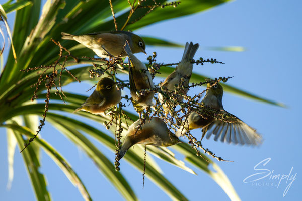 Russell, Wainui Lodge BBH, Stachelpalme voller Silvereye, Tauhou