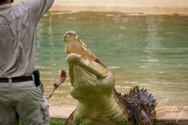 Queensland, Australia Zoo, Reptile, Saltwater Crocodile bei der Fütterung-der Wärter ist ebenfalls im Gehege