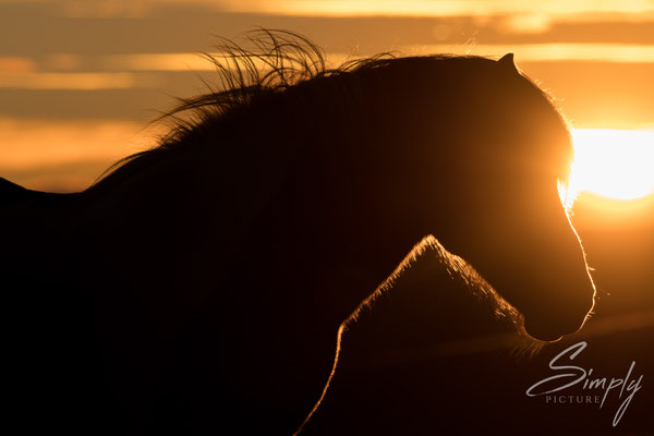 Isländisches Pferd vor einem traumhaften Sonnenuntergang und wallender Mähne.