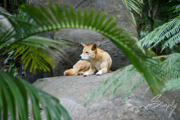 Queensland, Dingo auf Felden hinter einige Palmwedeln