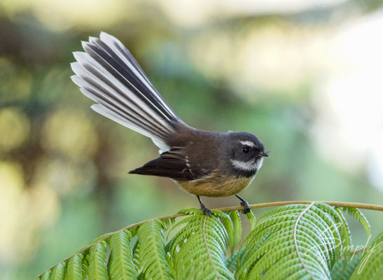 Russell, Wainui Lodge BBH, Fantail Vogel sitzt auf einem Farn