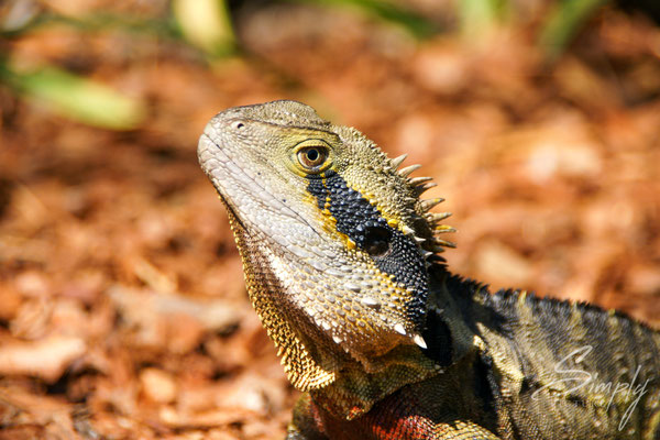 Queensland, Brisbane, South Bank Park, Reptil beim Sonnenbaden