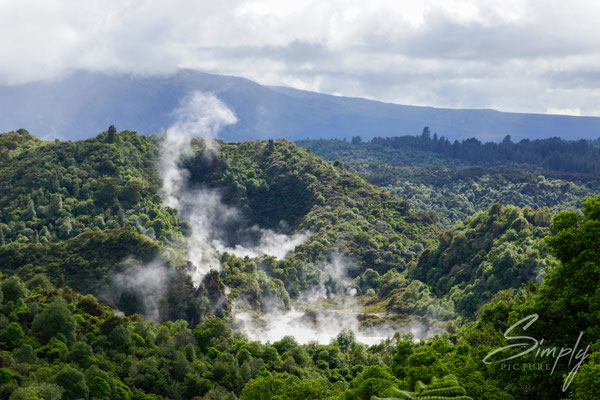 Rotorua, Waimangu Valley, vulkanischer Dampf über dem Subtrobischen Urwald