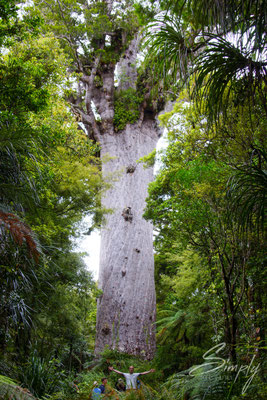 Waipoua, Kauri Forest-Robert Reber von dem grossen Tāne Mahuta und umrandet von vielen weiteren Bäumen