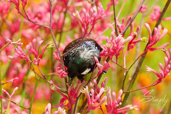 Dunedin Botanic Garden, Tui im pinken Blütenmehr beim Essen