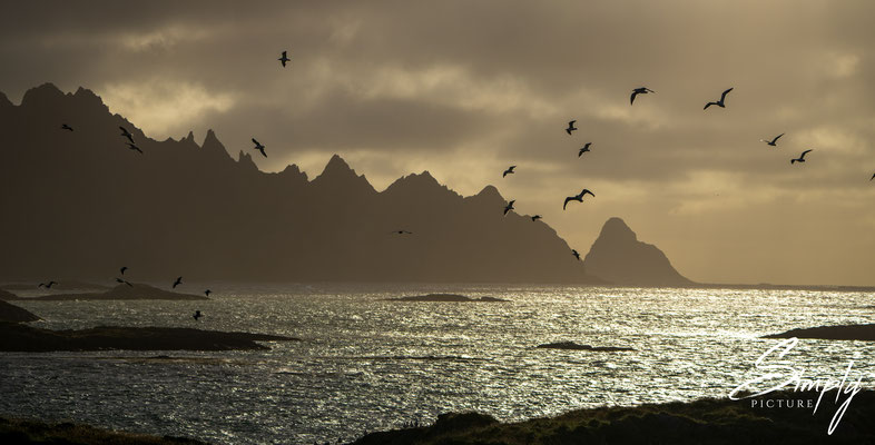 Sonnenuntergang auf in Andenes (Lofoten) mit vielen Seemöven.