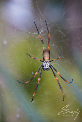 Queensland, Brisbane, in einem Park gefundene grosse Radspinne