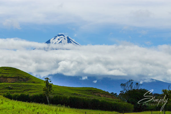 Egmont National Park, Mount Taranaki, Vulkanbergspitze teilweise in den Wolken, saftig grüne Wiesen im Vordergrund