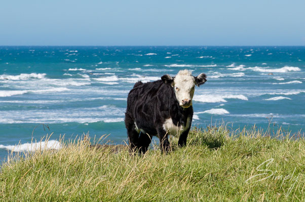 East Cape Lighthouse, braun-weisse Kuh steht auf einer saftigen Wiese, im unmittelbaren Hintergrund ist die Brandung des Meeres