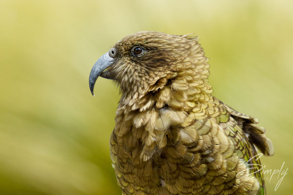 Arthur's Pass, Kea Portrait