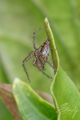 Queensland, kleine australische Springspinne auf einem grünen Blatt, Makrofoto