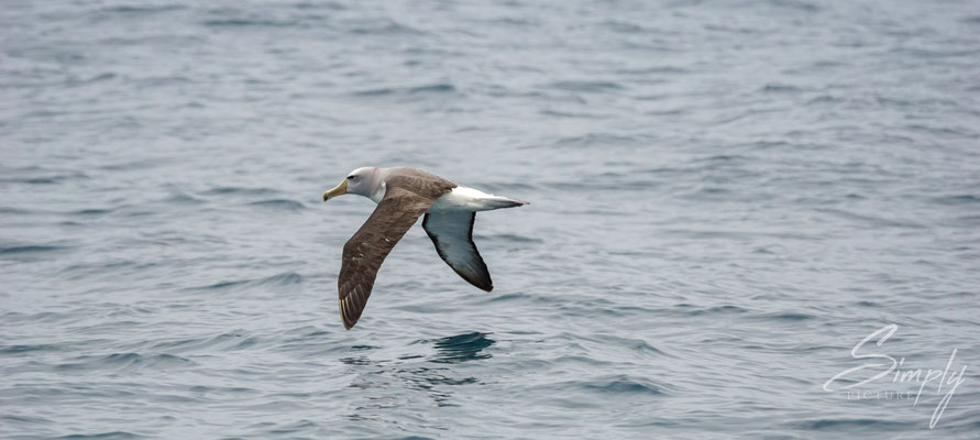 Kaikoura, Albatross im Flug über dem ruhigen Meer