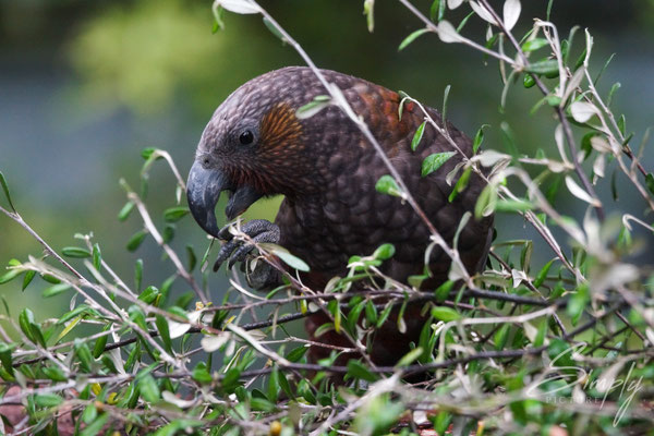 Otago, Orokonui Ecosanctuary, Papagei, South Island kākā am Essen und Spielen im Baum