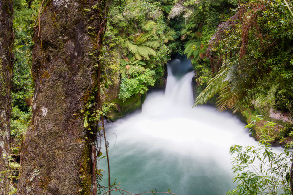 Bay Of Plenty, Okere Falls, Wasserfall mit saftig grünem Uhrwald und einem Baumstamm im Vordergrund