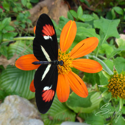 Schmetterlin auf oranger Blüte