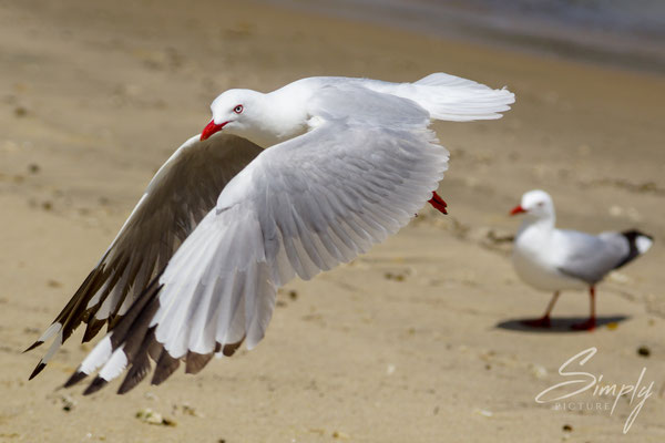 Möve am Sandstrand am Abheben, zweite Möve im Hintergund