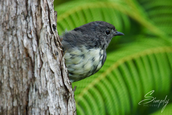 Motuara Island, Cape Jackson, Kakaruai, Robin, der Vogel klammert sich an einen Baum