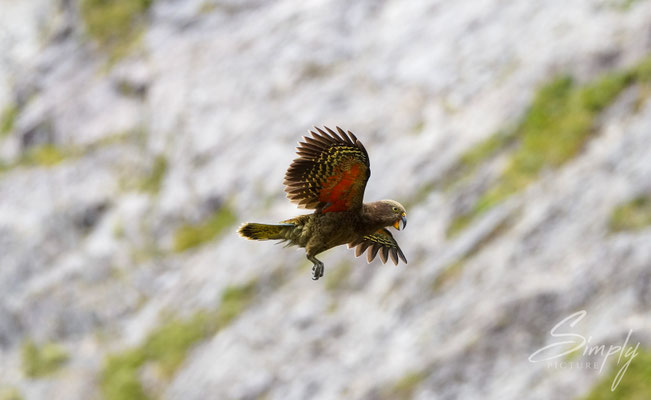Arthur's Pass, Kea im rassanten Flug