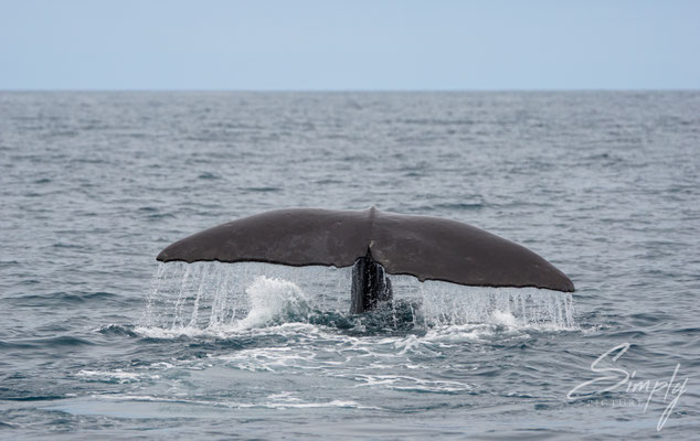 Kaikoura, Flosse eines Abtauchenden Giant Sperm Whale