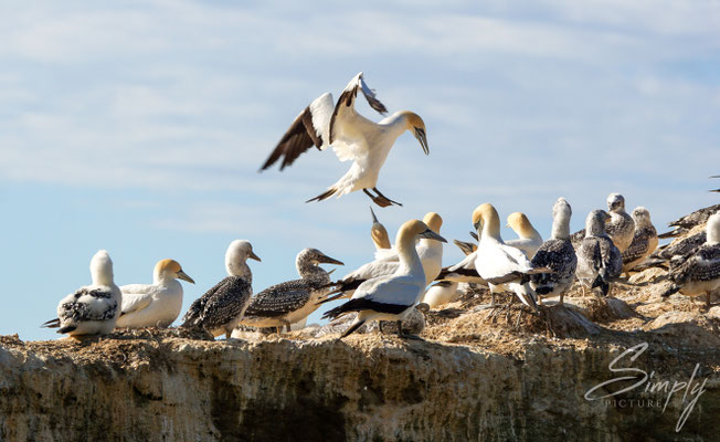 Napier-Hawke's Bay, Gannet Colony, viele Basstölpel am Brühten