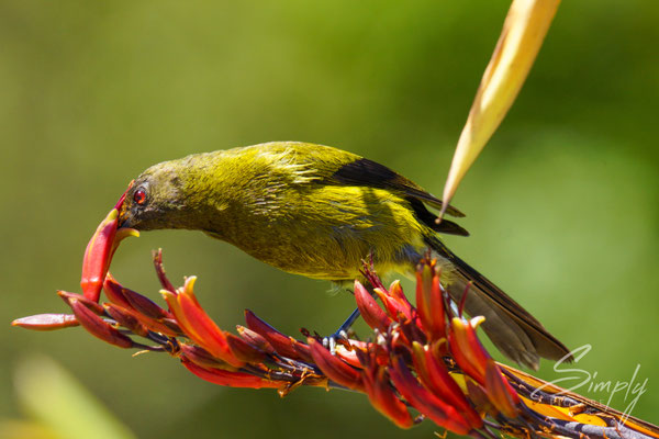 Bellbird am Nektartrinken bei roten Blüten