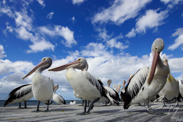 Pelikane, auf Kangaroo Island