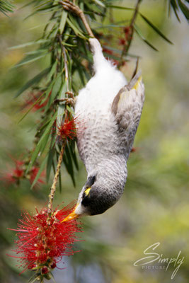 Queensland, Brisbane, South Bank Park, kleiner Vogel am Nektar trinken an roten Blüten, Manorina melanocephala